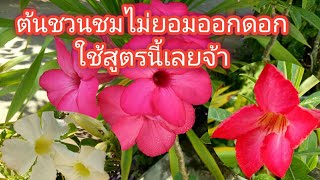 วิธีทำให้ต้นชวนชมออกดอกเต็มต้น ใบเขียวเข้มมันวาว