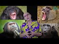 evolution des primates paléontologie simplex paléo