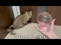 【猫動画】初めて割れないシャボン玉を見た猫の反応がこちら！どうやら割る快感を覚えてしまったようです