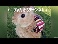 【初激写】うさぎの生あくびかわいい【れおぴょん日記】cute rabbit yawn 15