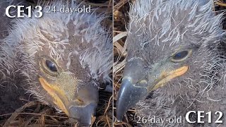 #230🦅Captiva Eagle Nest／Clive💗Connie／Window To Wildlife／Captiva Eagle Cam | 4K PTZ | Connie \u0026 Clive