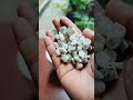 best plant grow in water full propagation process of coin plant how to grow coin plant