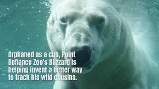 Exciting news for polar bear science!