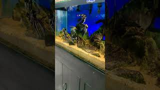 Angel fish setup amazing inshallah Ami Ek Din korbo #fish  #exploringbdandfishing #angelfish