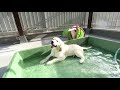 アイン村　チロの子生後96日目 golden retriever puppies