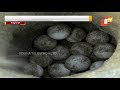 forest dept rescues 136 olive ridley turtle eggs near astaranga in puri