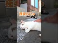 猫を撫でたら溶けてしまいました shorts