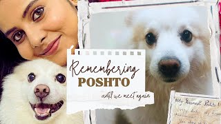 Remembering Poshto | A tribute vlog | Forever in our hearts 🐾🐶