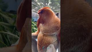 Shocking with the Big-Nosed Monkey – You've Never Seen Anything Like This!