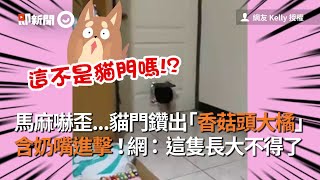 馬麻嚇歪...貓門鑽出「香菇頭大橘」含奶嘴進擊！網：這隻長大不得了│寵物│貓咪｜猫｜ねこ│Pet│Cat│Kitten