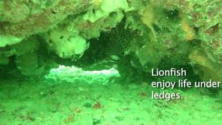 Fincasters Episode 2 Professional Lionfish Collecting