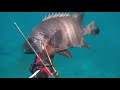 【素潜り】ねこそぎ犬郎 7 鮃・蛸・オオモンハタ・石鯛 spearfishing 【kagoshima】