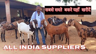 #goatfarm #bakripalan 8209742466 बकरे यहाँ खरीदें पुष्कर राजस्थान || goat Supplier Pushkar Rajasthan