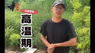 高温期间养殖南美白对虾，这三点需要注意！