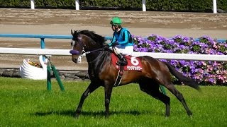 ヤングマンパワー、マイラーズカップの返し馬。現地映像、京都競馬場