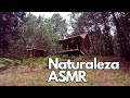 Naturaleza ASMR | Vivir en el Bosque de la Sierra Sur de Oaxaca, México | Estudiar Relajarse Dormir