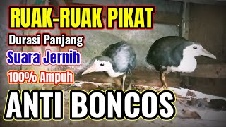 Suara pikat burung ruak-ruak yang paling ampuh | Pikat burung truwok | Mp3 burung ruak ruak pikat