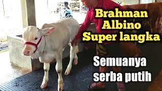 Review pedet albino super langka langsung dipantau pedagang‼️