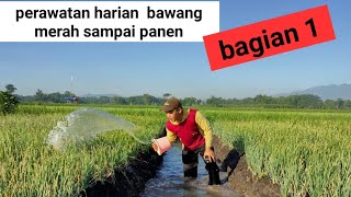 Cara perawatan harian tanaman bawang merah