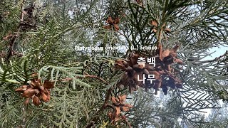 측백나무 Platycladus orientalis 측백엽側柏葉 오장을 편케하고 기운을돕고 풍을낫게하며  피부윤택  음경일어서게하며 오래살게한다 -동의보감- 야생화를 찾아서(657)