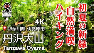 Tanzawa Oyama Hiking 2024.6.5 | Japan Walking