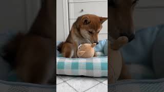 柴犬のぬいぐるみで遊ぶ豆柴