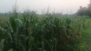 🌽পড়ন্তো বিকেলে তোলা ছবি। 🌿🪴🍀🪴🌿🌽🌽🌽