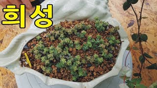 다육이 적심한 희성다육 소복하게심어보기 Succulent plant 친절한광자씨