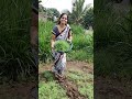 कसला भारी शेपू आलाय आमचा तरी किती दिवस लागतील याला काढायला love song villagelife minivlog