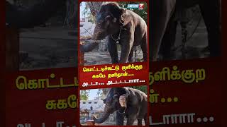 கொட்டடிச்சுட்டு குளிக்குற சுகமே தனிதான்... அடடா... அடடடடடடா... #elephant #viralvideo