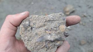 Rare Trilobites | Crinoid Heads | Hungry Hollow Arkona | Ontario Rockhounding and Fossil Hunting