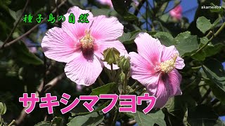 サキシマフヨウ 秋に枝先の葉腋に長い花柄の先に淡紅色の花を咲かせた開花風景～種子島の自然