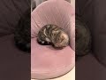 変な座り方の猫。猫って体柔らかすぎて、軟体動物だと思う。 shorts