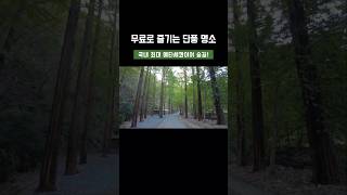 이번 주말 단풍 여행 다녀오세요! 무료로 즐기는 단풍 명소, 국내 최대 메타세콰이어 휴양림 #가을여행 #단풍여행지 #국내여행 #장태산자연휴양림