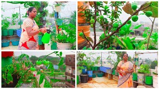 நம்ம மாடித்தோட்டத்தை 1  மாதத்திற்கு பிறகு பராமரிப்பு பண்ணிட்டோம்🍀 |TERRACE GARDEN MAINTATNECE