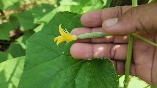 Timun🥒11🌱Mengapa 🌻Bunga Mentimun Rontok tidak Jadi Buah?