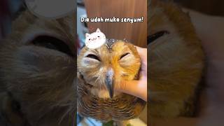 Bibib sudah tidak marah lagi! #burunghantu #owl #animals #funny #funnyvideo #funnyanimal #animal