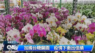 加國台糖蘭園 疫情下衝出佳績 ｜中央社影音新聞