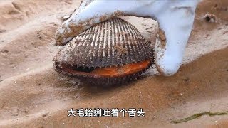 小章赶海，水坑里发现一条搁浅的大鱼。沙滩上鼓包里都是毛蛤蜊！【赶海小章】