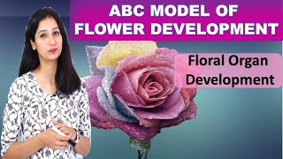 ABC MODEL for Floral Organ Development I Flower Development I Developmental Biology I A. thaliana