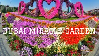 Dubai Miracle Garden, world largest natural flower garden.