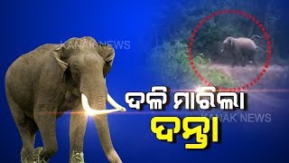 Odisha: Tusker Tramples 3 To Death, Injures 5 In Puri