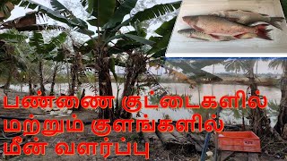 பண்ணைக் குட்டைகளில் மற்றும் குளங்களில் மீன் வளர்ப்பு/Fish Farming