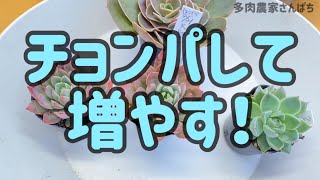 【多肉植物】【チョンパして増やす‼︎】