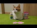 【傷害事件】飼い主をケガさせた猫の言い分がこちら 【猫アテレコ】