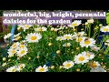 Leucanthemum: Perennial White Daisies | A Rosy Hardy Variety Showcase