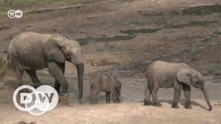 Wildlife in Areas of Armed Conflict | DW English