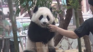 パンダの赤ちゃん☆お部屋掃除中の桜浜と桃浜♪生後８ヶ月　Giant panda baby -Ouhin\u0026Touhin-