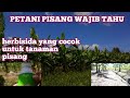 jenis herbisida yang cocok untuk tanaman pisang khususnya untuk rumput lulangan