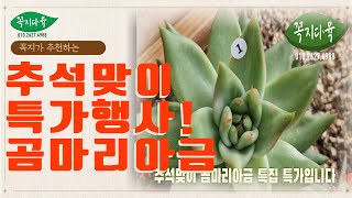 [9월11일]추석맞이 특가! 곰마리아금 특집!/꼭지가 추천하는 핫한 금다육